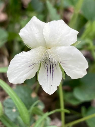 Not a Bonsai Specimen (Image is a Flower)