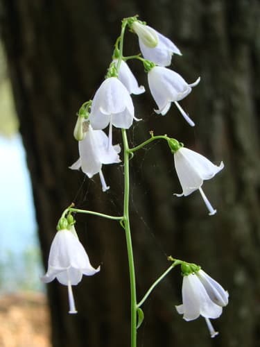 Lilyleaf Ladybells