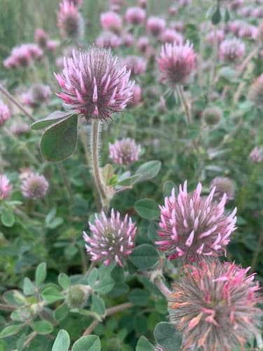 Rose Clover Bonsai (Conceptual)