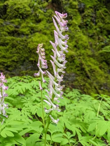 Scouler's Corydalis
