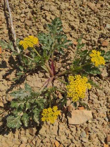 Leafy Wildparsley Bonsai