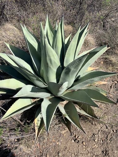 Havard's Century Plant