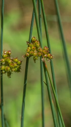 Spreading Rush Bonsai