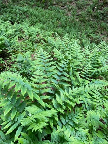 Goldie's Wood Fern