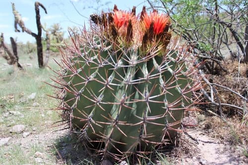 Emory's barrel cactus
