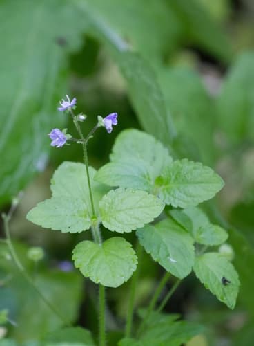 Wood Speedwell Bonsai