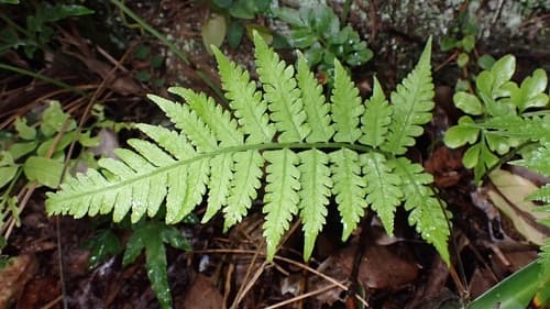 Japanese Lady Fern