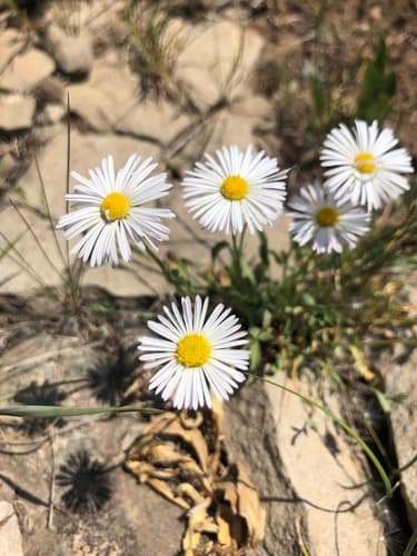 Trailing Fleabane Bonsai