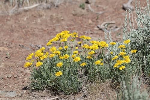 Desert Yellow Fleabane