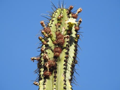 Stenocereus martinezii Cactus