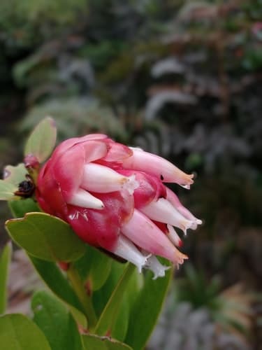 Mountain Grape Bonsai