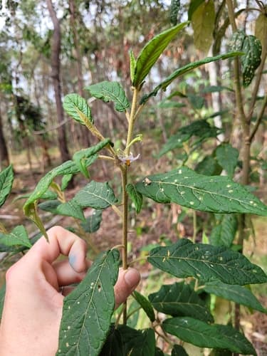 Devil's Needles Bonsai