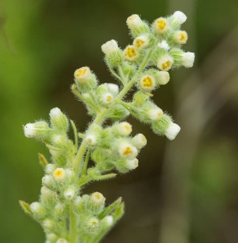 Coulter's horseweed