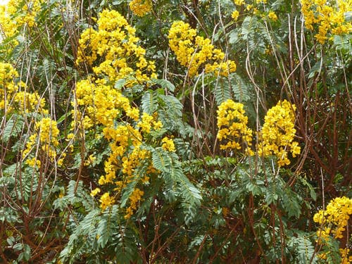 Whitebark Senna