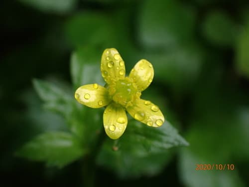 Chinese Buttercup