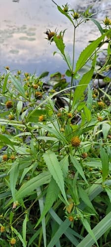 Purplestem Beggarticks