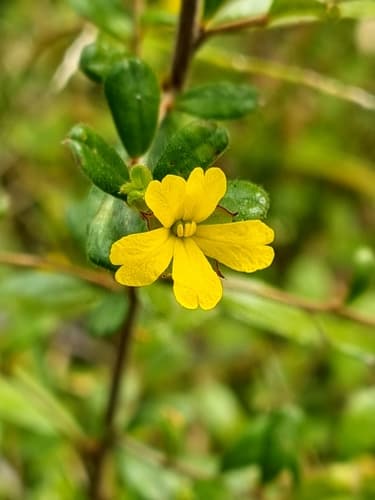 Rough Guinea Flower Bonsai