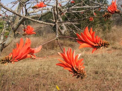 Common Coral Tree Bonsai