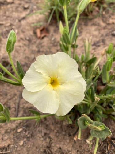 Natal Primrose