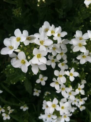 Garden Arabis