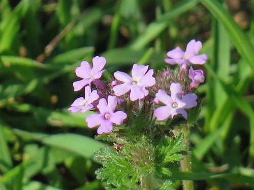 Dwarf Verbena