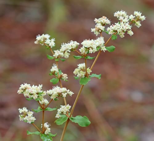 Dogtongue Buckwheat