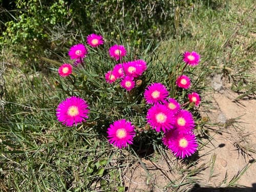 Spectacular Brightfig