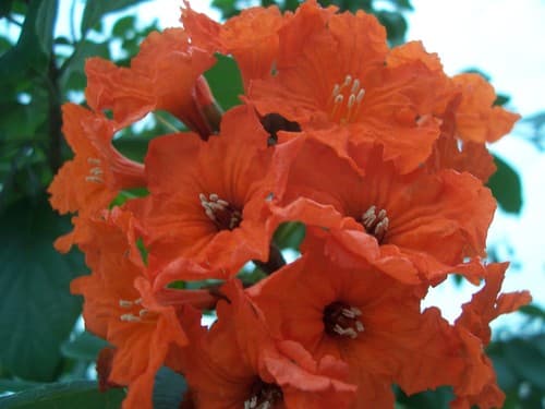 Scarlet Cordia Bonsai