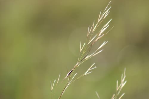 Blackseed Needlegrass