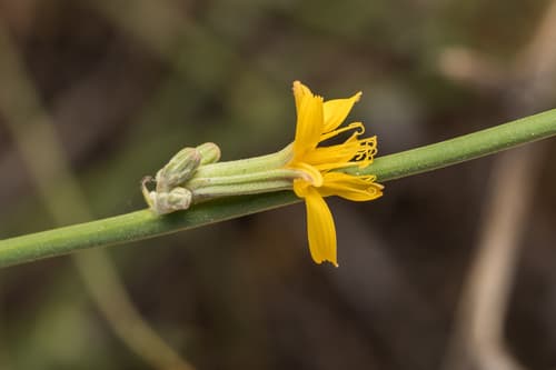 Rush Skeletonweed Bonsai