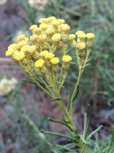 Helichrysum serotinum