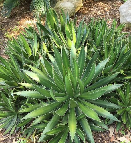 Thorn-crested Agave