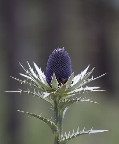 Mexican Sea holly