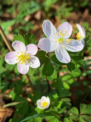 False Rue Anemone Bonsai