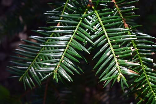 California Torreya Bonsai