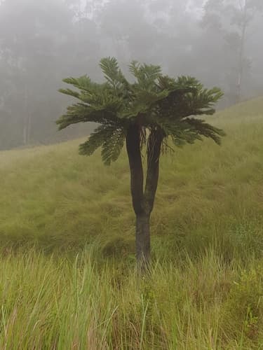 Grassveld Tree Fern