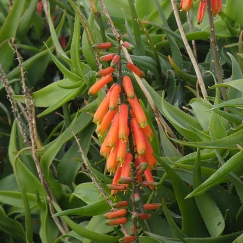 Common Climbing Aloe