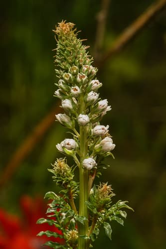 White Mignonette Bonsai Specimen