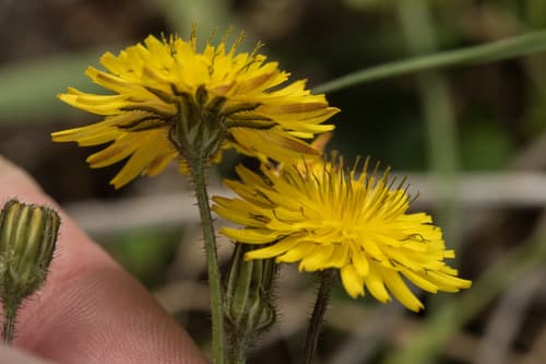 Sacred Hawksbeard