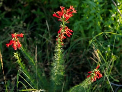 Standing Cypress (Wild Plant)
