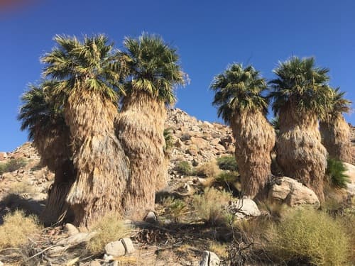 California Fan Palm Bonsai