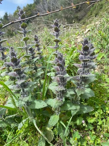 Oriental Bugle