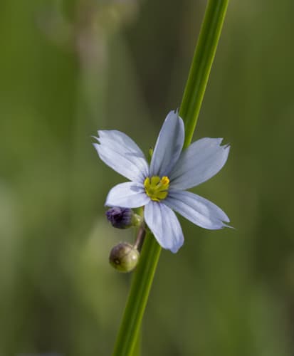 prairie blue-eyed grass