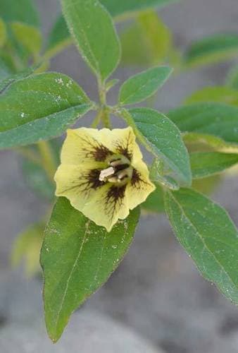 Virginia groundcherry