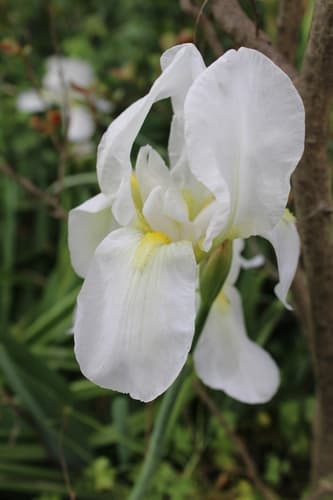 Cemetery Iris