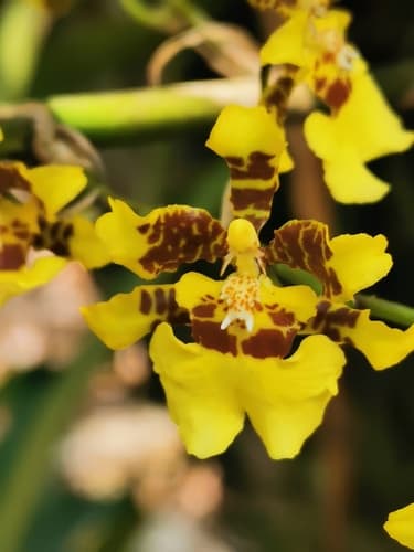 Kandyan Dancer Orchid