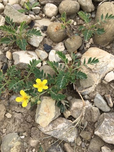Fork-leaved Cinquefoil Bonsai (Potential)