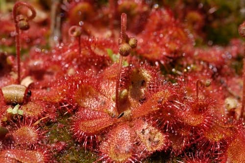 Small Sundew