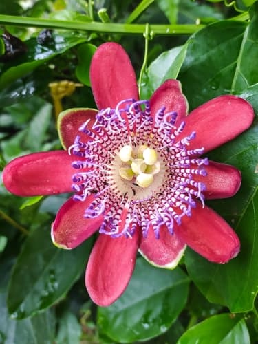 Winged-Stem Passion Flower Bonsai