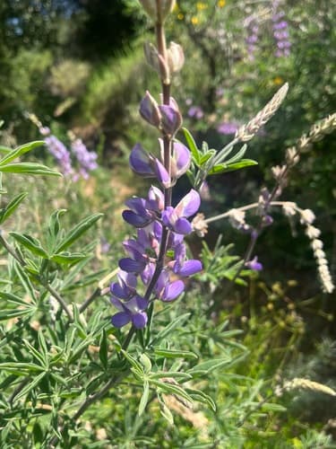 Longleaf Bush Lupine